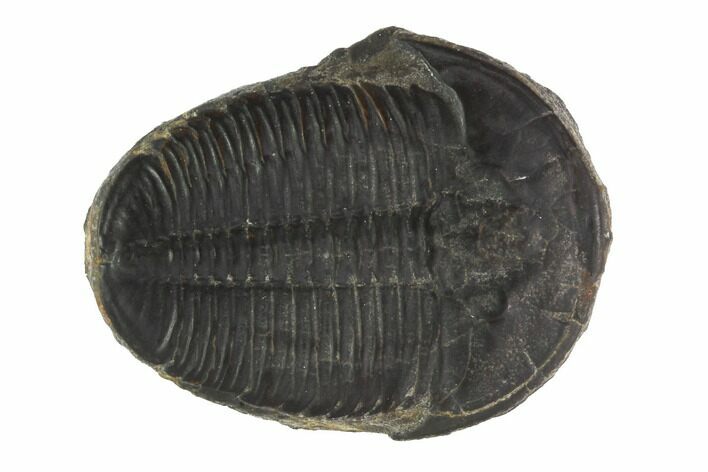 Large, Elrathia Trilobite Fossil - Utah #91865